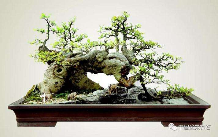 陈万均谈当代岭南山水盆景的前途