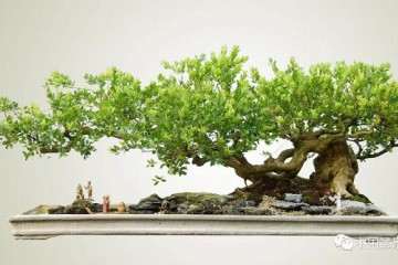 陈万均谈当代岭南山水盆景的前途