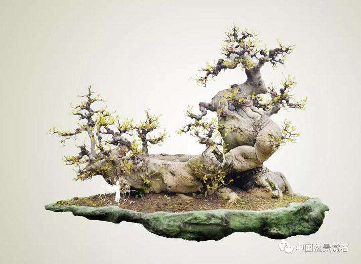 日本罗汉松盆景价格68万元