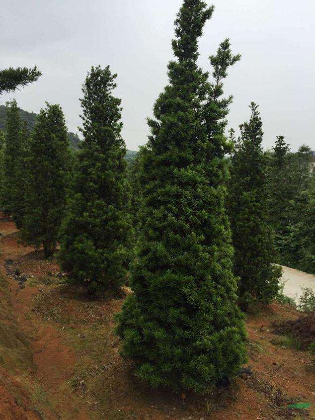 湖南浏阳造型罗汉松盆景 市场价格稳定