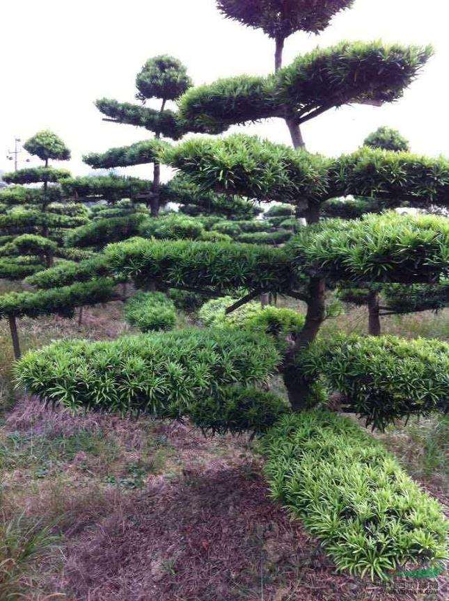 湖南浏阳:造型罗汉松质优价稳 湖南浏阳造型罗汉松盆景 市场价格稳定