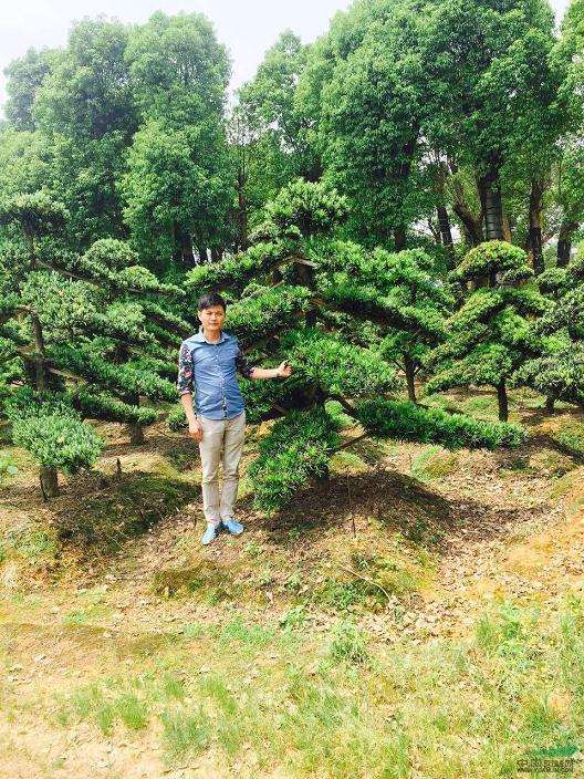 湖南浏阳:造型罗汉松质优价稳 湖南浏阳造型罗汉松盆景 市场价格稳定