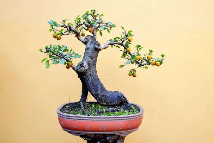 金弹子盆景怎么光照养护的细节