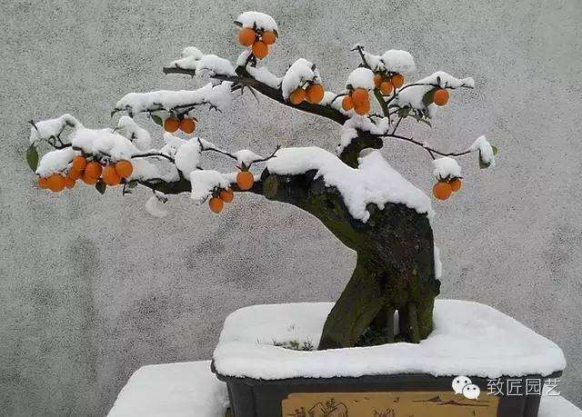 金弹子盆景的价值为什么这么高