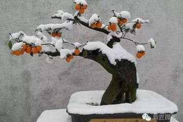 金弹子盆景的价值为什么这么高