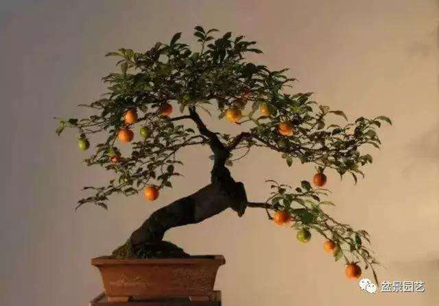 金弹子盆景怎么早日结果的方法