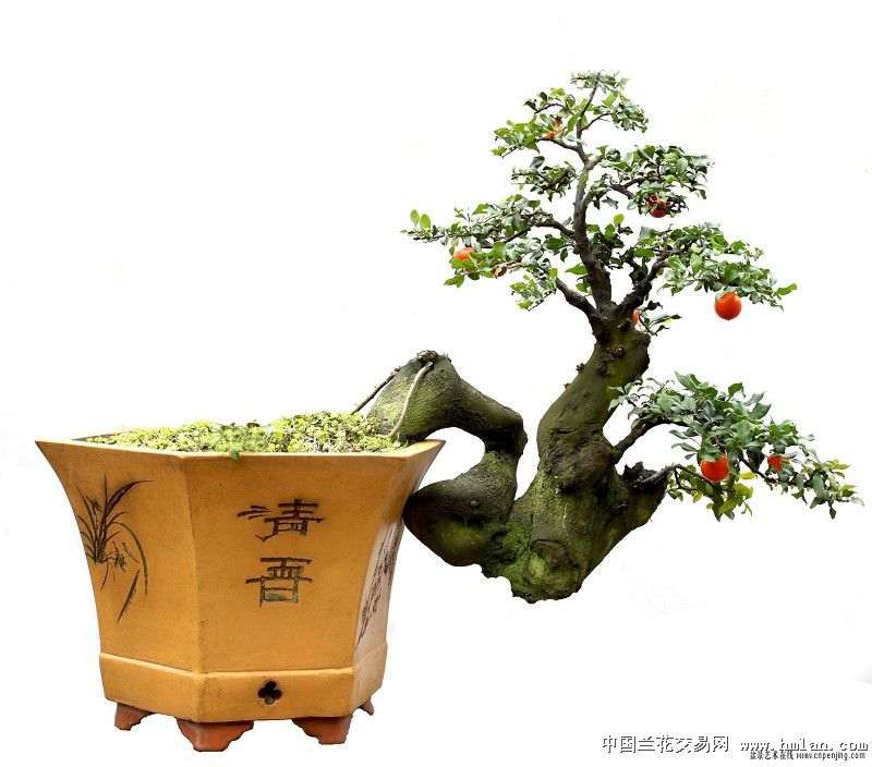 金弹子盆景怎么翻盆换土方法