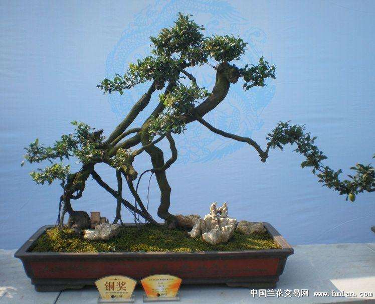 为什么夏季对金弹子盆景翻盆最好