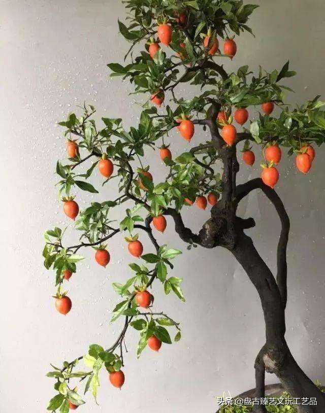 金弹子盆景发芽后怎么摘套的方法