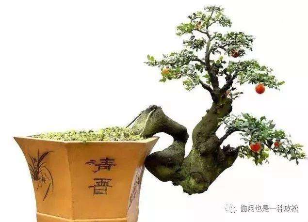 金弹子盆景怎么嫁接挂果的方法