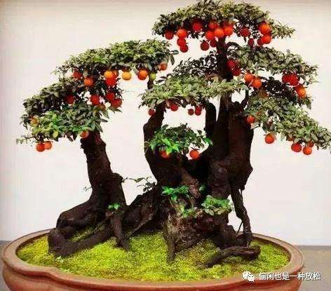 金弹子盆景怎么嫁接挂果的方法