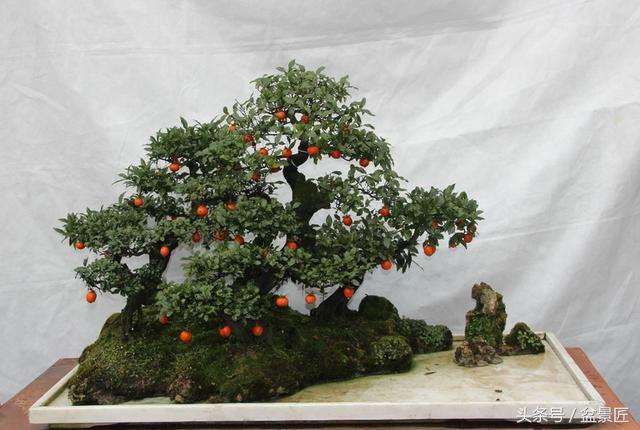 金弹子盆景用怎么分株和扦插的方法