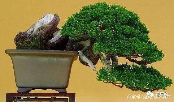 松树盆景根系怎么修剪的方法