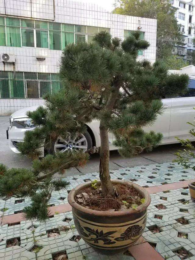 五针松盆景怎么设计造型图