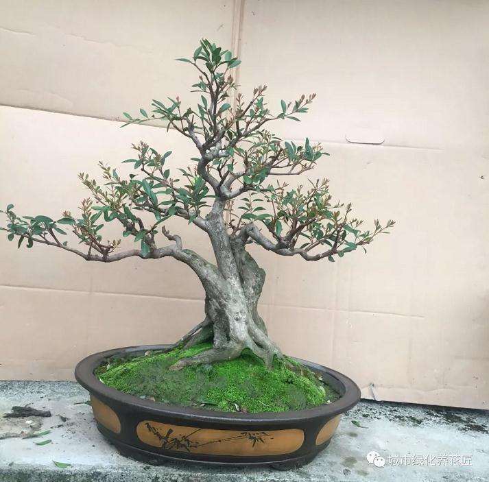 为什么盆景枝条要修剪成45度斜角