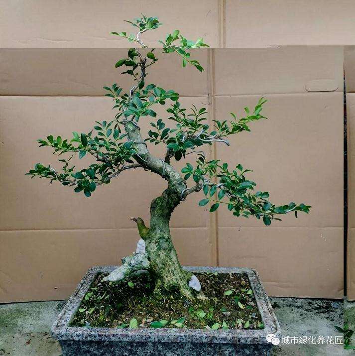 为什么盆景枝条要修剪成45度斜角