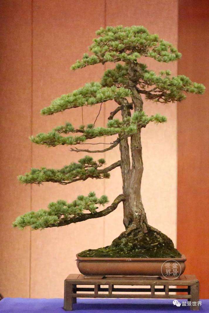 他是新时代中国盆景的领军人物