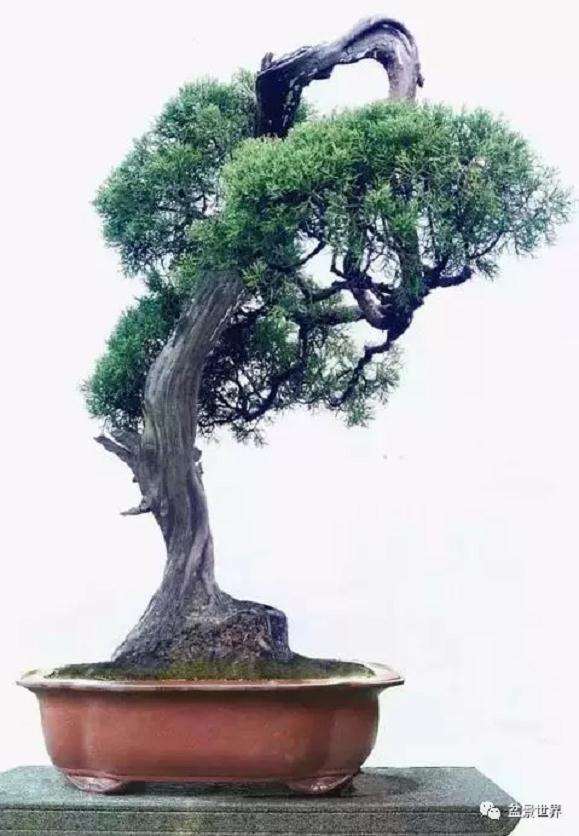 他是新时代中国盆景的领军人物