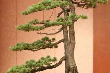 胡乐国 他是新时代中国盆景的领军人物