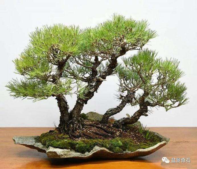 浅谈盆景初养时几个重要注意事项及感受