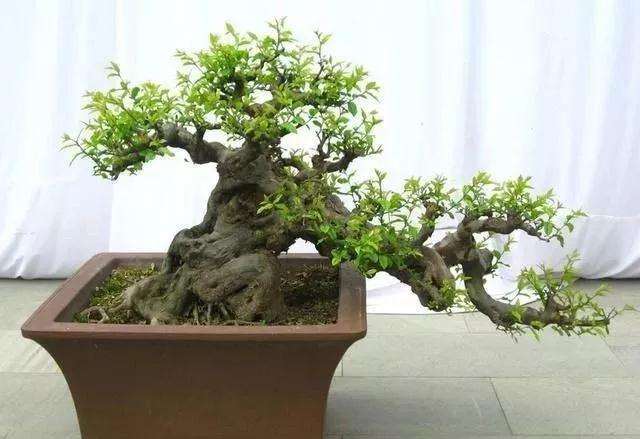 怎么知道盆景里的土干没干透