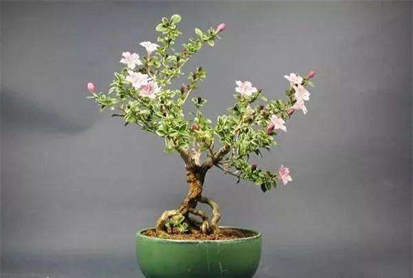 怎么知道盆景里的土干没干透