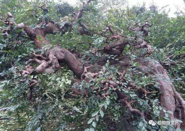 榆树盆景怎么修剪浇水的方法