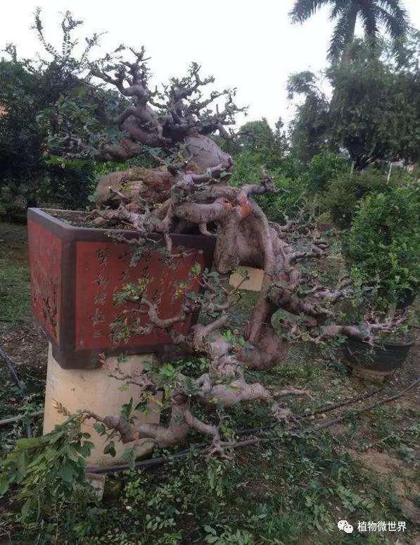 榆树盆景怎么修剪浇水的方法