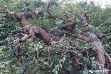 榆树盆景怎么修剪浇水的方法