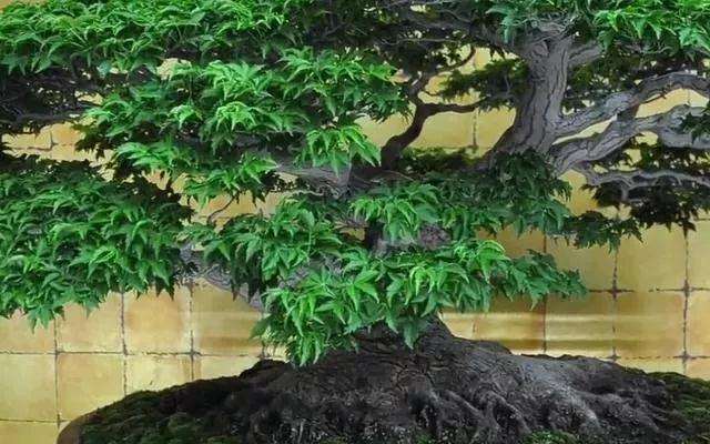 树桩盆景的主干根系怎么造型的方法