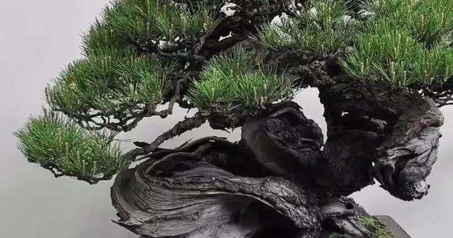 树桩盆景的主干根系怎么造型的方法