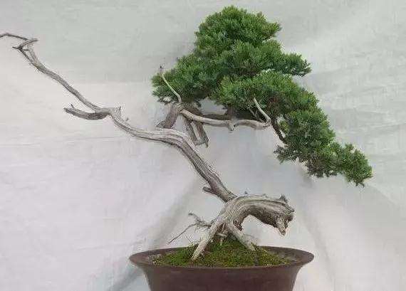 地柏盆景上盆用什么样的土壤易成活