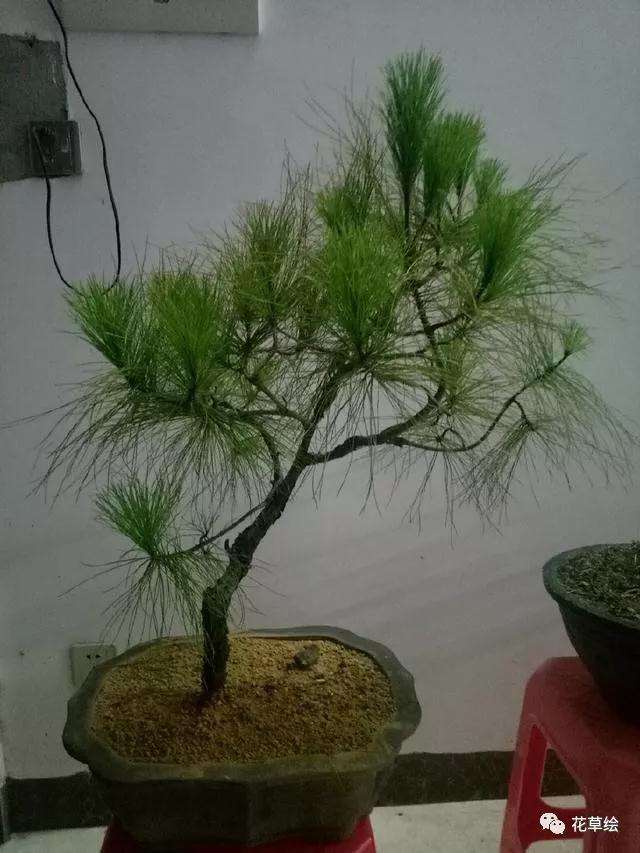 松树盆景怎么蟠扎造型的方法