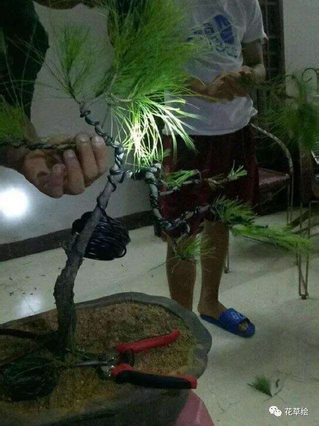 松树盆景怎么蟠扎造型的方法