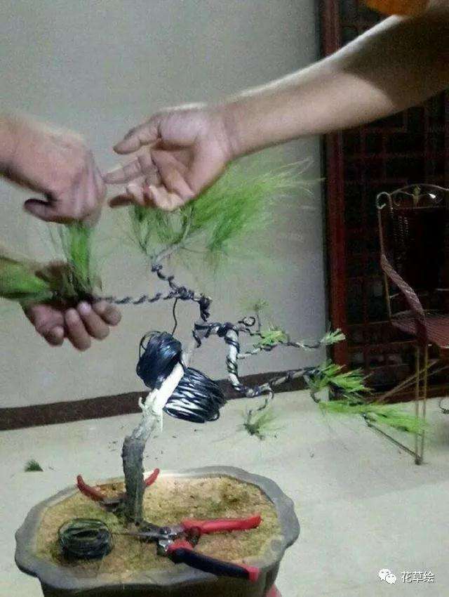 松树盆景怎么蟠扎造型的方法