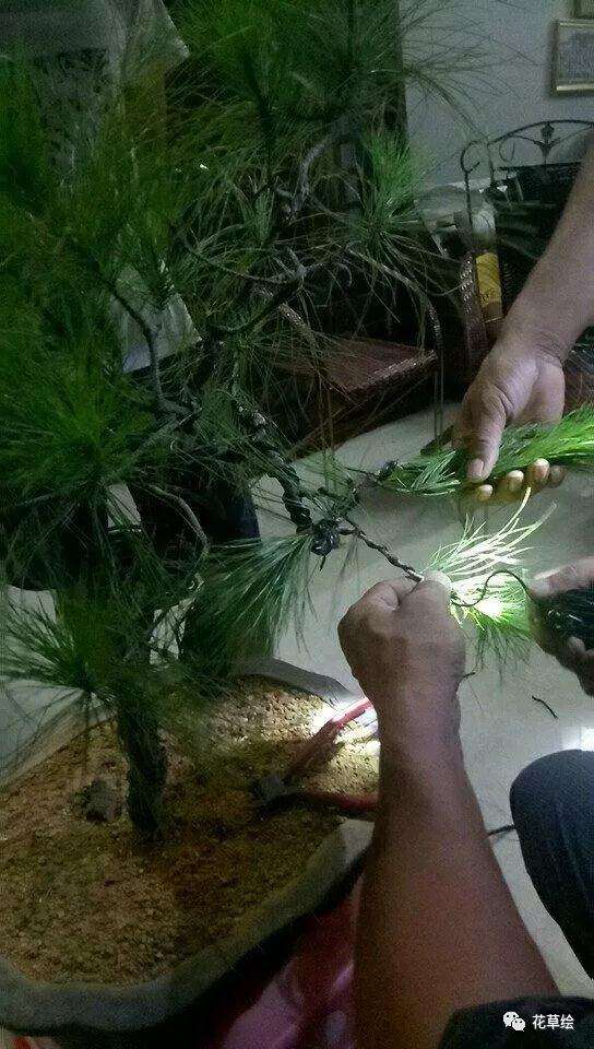 松树盆景怎么蟠扎造型的方法