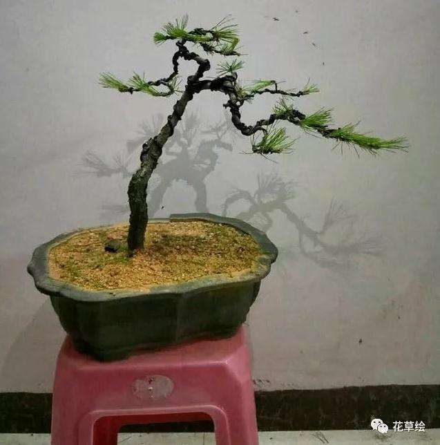 松树盆景怎么蟠扎造型的方法