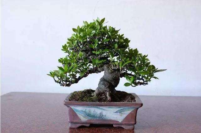 养护盆景怎么浇水摆放的方法