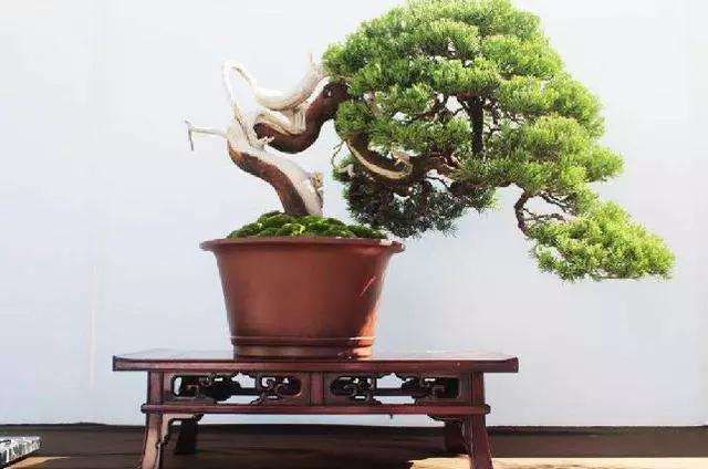 养护盆景怎么浇水摆放的方法