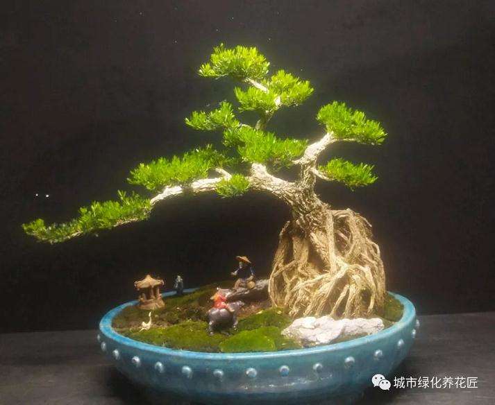 盆景上面长黄蘑菇后怎么换盆上盆