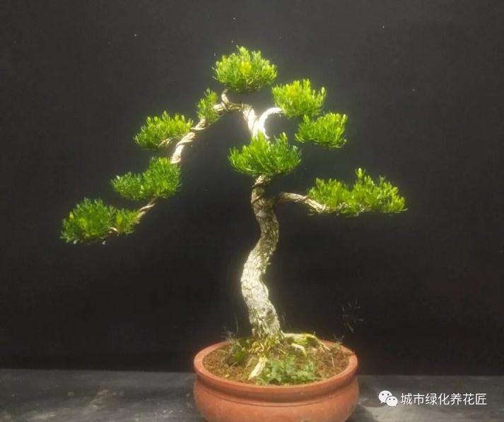 盆景上面长黄蘑菇释放了什么信号