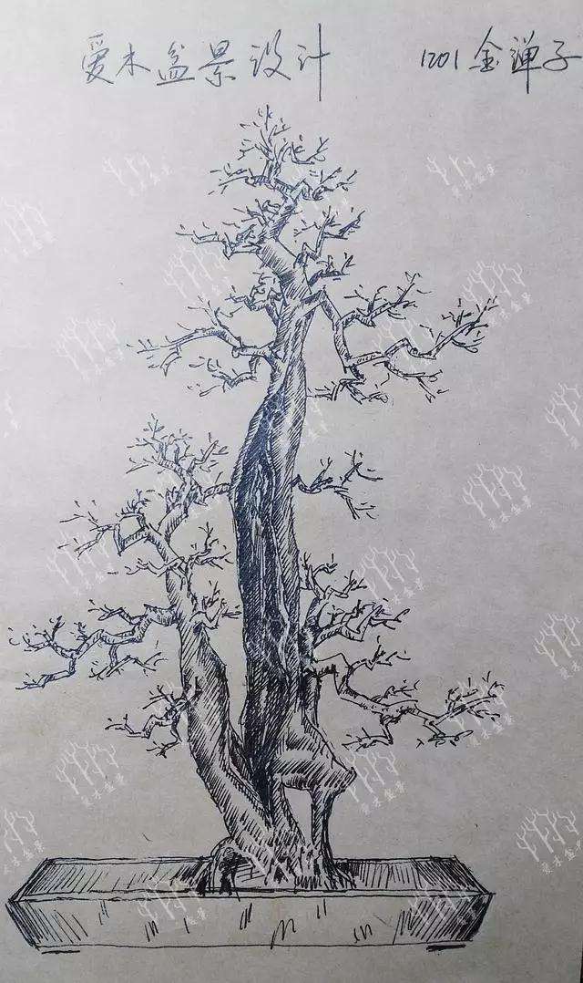 金弹子盆景主干错落怎么制作设计图