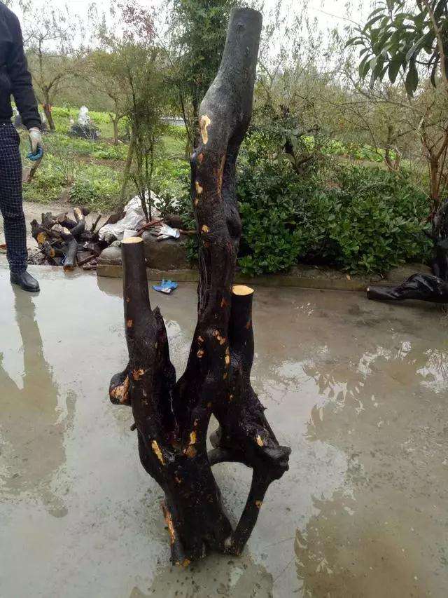 金弹子盆景主干错落怎么制作设计图