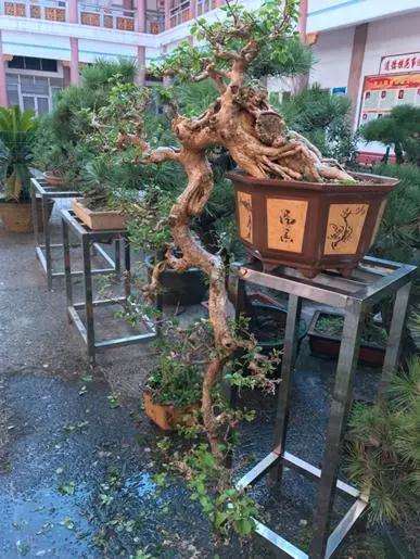 悬崖式盆景常见的3个误区