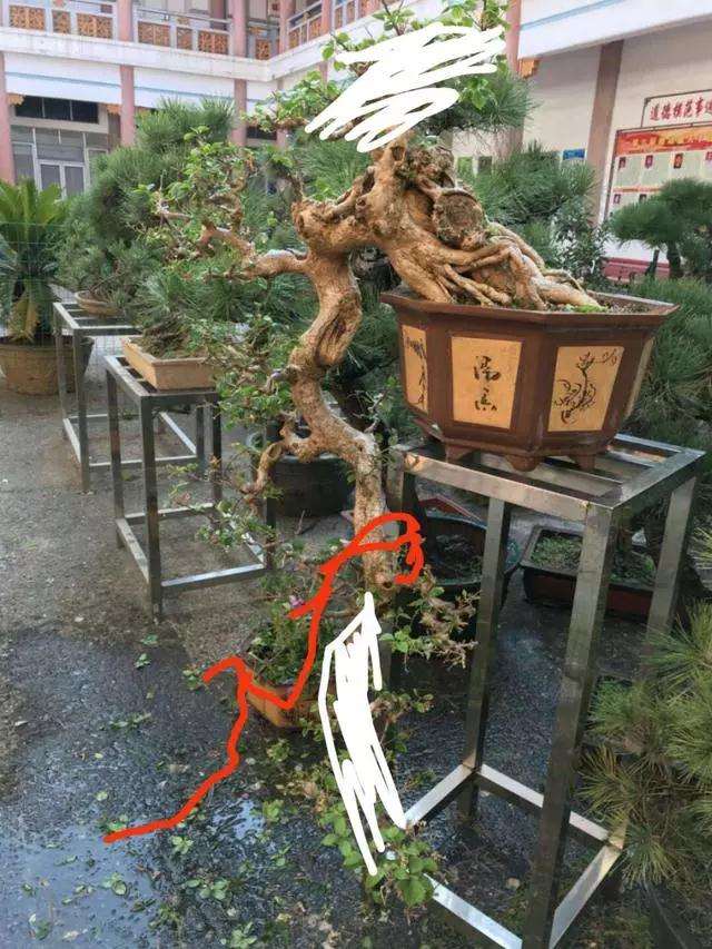 悬崖式盆景常见的3个误区