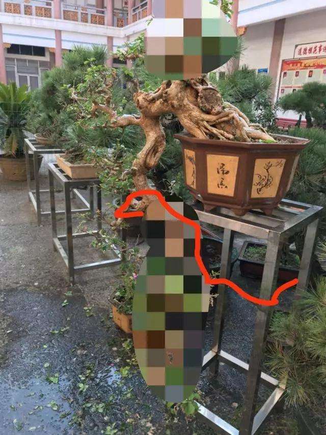 悬崖式盆景常见的3个误区