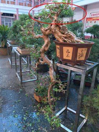 悬崖式盆景常见的3个误区