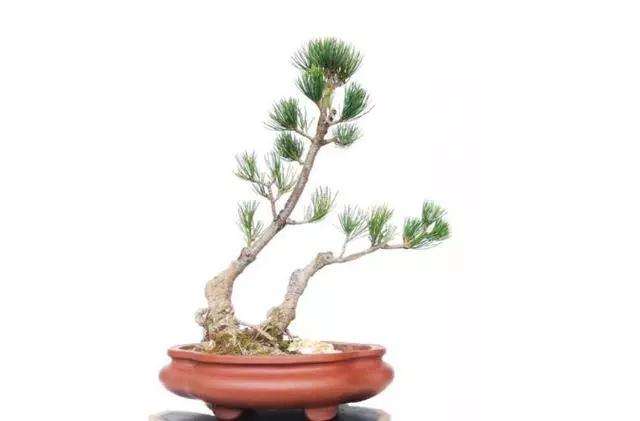 双干式盆景怎么上盆造型的方法