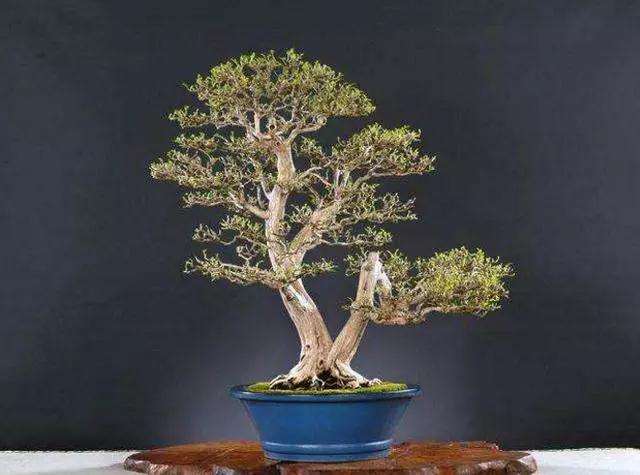 双干式盆景怎么上盆造型的方法
