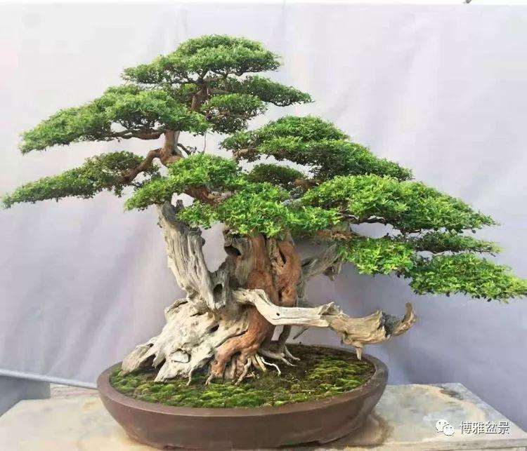 河南省首届盆景艺术大师作品展